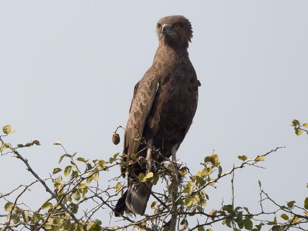 Brown snake eagle (Circaetus cinereus)